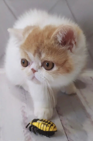 Why Exotic Shorthair Kittens Are the Purrfect Companions for Modern Homes