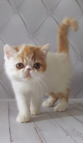 Unveiling the Charms of Exotic Shorthair Cats