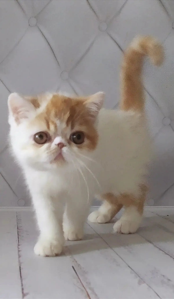 Fluffy cream and orange Exotic Shorthair kitten with big eyes and an upright tail