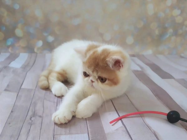 Fluffy white and orange Exotic Shorthair kitten lounging on wood with a toy
