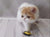 Fluffy white and orange Exotic Shorthair Kitten Umka curiously eyeing a toy insect