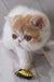 Fluffy orange and white Exotic Shorthair kitten playing with a toy insect