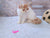 Fluffy white and orange Exotic Shorthair kitten named Umka with a cute flat face