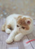 Fluffy white and orange Persian cat relaxing on wood, perfect for an Exotic Shorthair Kitten