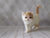 Adorable cream-colored Exotic Shorthair kitten with big eyes and a fluffy tail