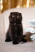 Adorable black Scottish Fold kitten with folded ears from Umka Scottish Fold Kitten