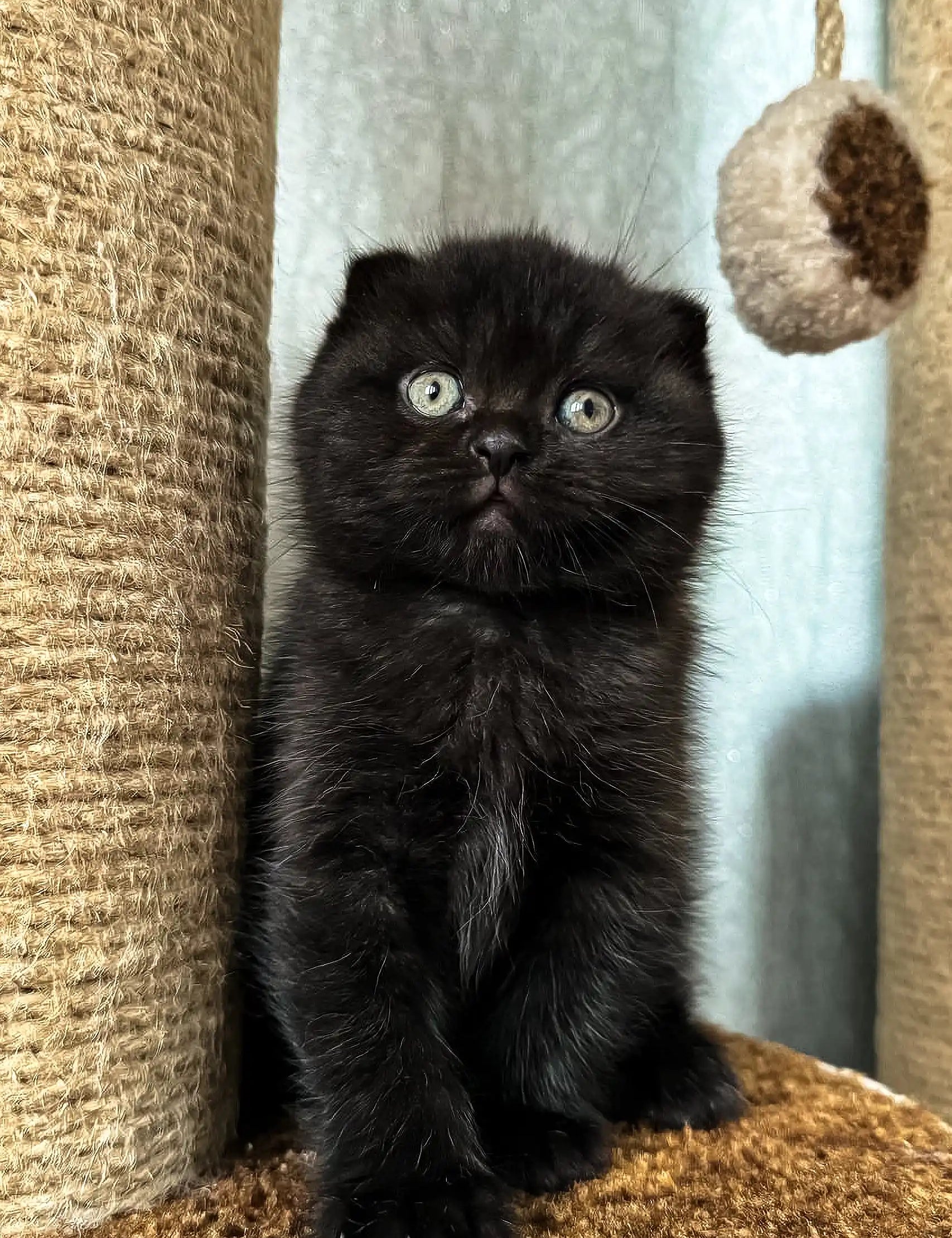 Cute Black Scottish Fold Kitten Umka with bright round eyes looking playful and curious