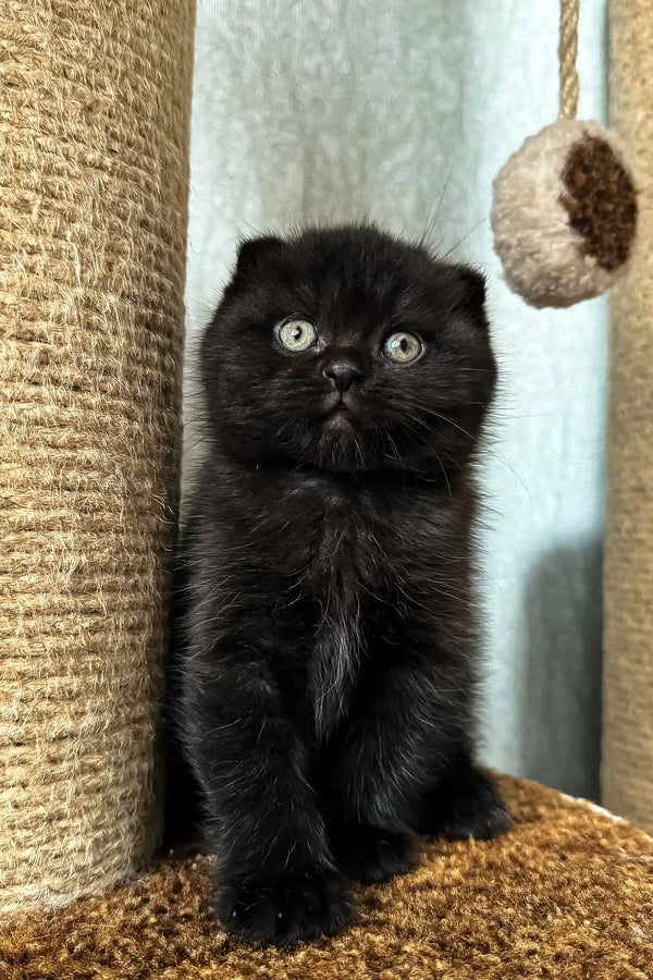 Cute Black Scottish Fold Kitten Umka with bright round eyes looking playful and curious