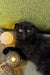 Fluffy black kitten by glowing lights in Umka Scottish Fold Kitten product