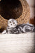 Gray tabby kitten from Umka, a cute Scottish Fold companion for your home