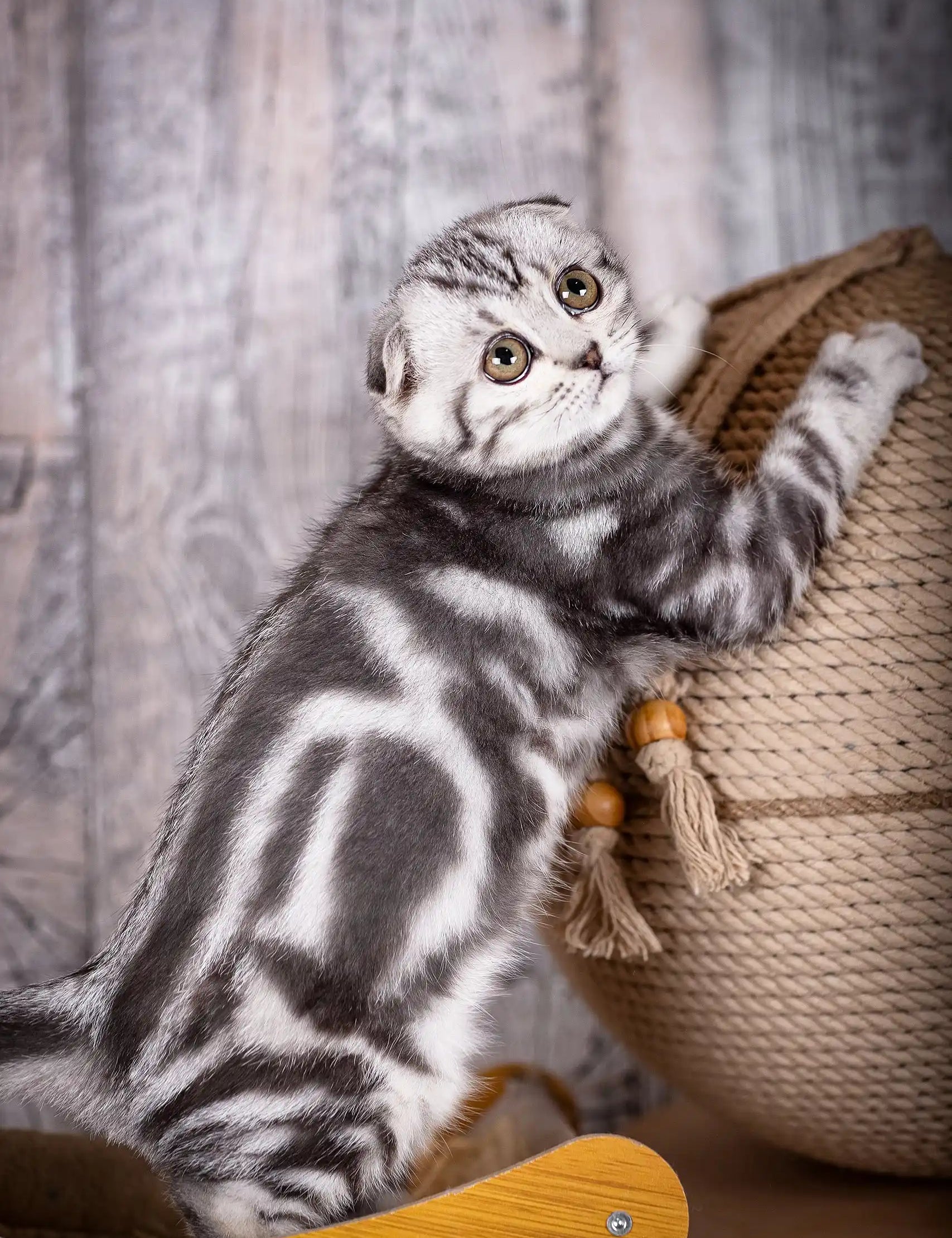 Cute Striped Scottish Fold Kitten from Umka perfect for pet lovers and adorable moments