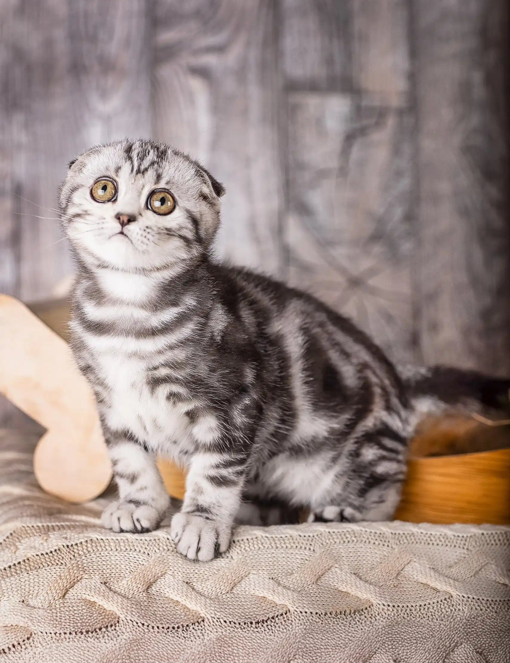 Cute Striped Scottish Fold Kitten from Umka, the perfect pet companion!