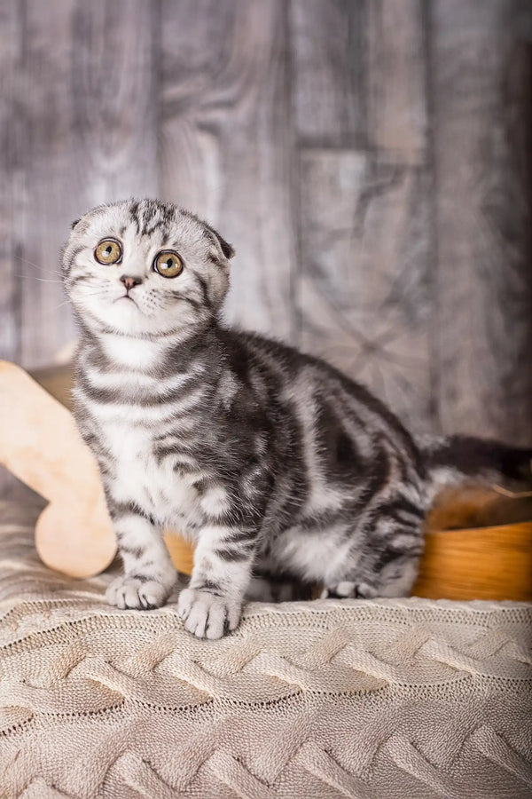 Cute Striped Scottish Fold Kitten from Umka, the perfect pet companion!