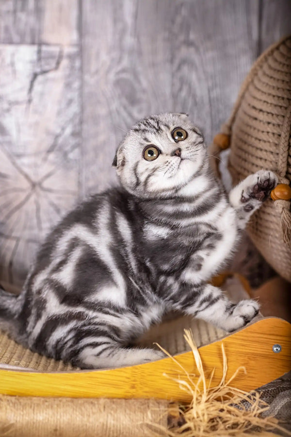 Striped Scottish Fold kitten, perfect addition to Umka Scottish Fold Kitten collection
