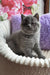 Umka | scottish straight kitten