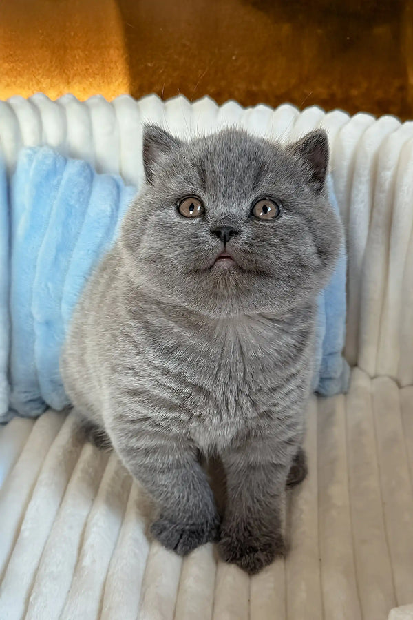 Umka | scottish straight kitten