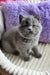 Umka | scottish straight kitten