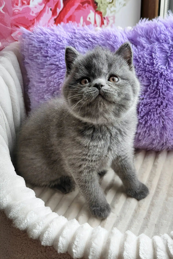 Umka | scottish straight kitten