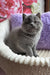 Umka | scottish straight kitten
