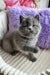 Umka | scottish straight kitten