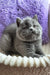 Umka | scottish straight kitten