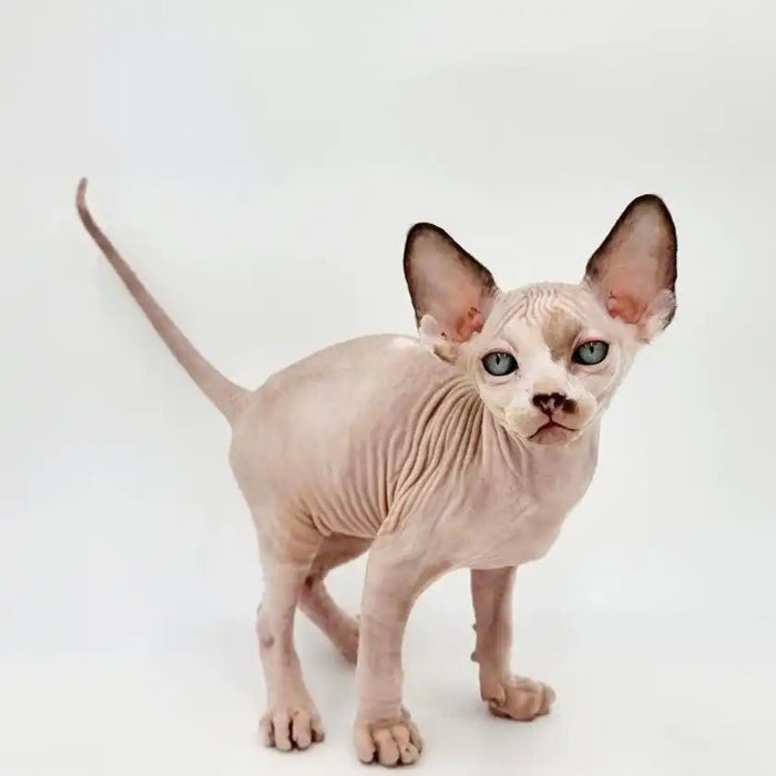 Sphynx Cats for Sale | Kittens For Umka | Kitten