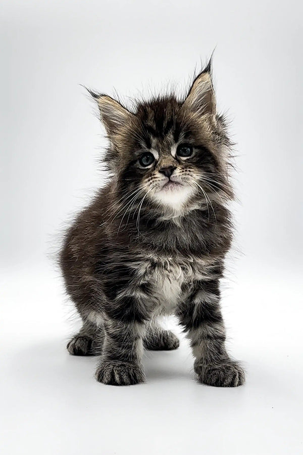 Fluffy Maine Coon kitten with ear tufts and a long coat, perfect for any cat lover