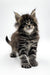 Fluffy Maine Coon kitten with tabby markings and bright eyes from Ummy