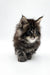 Fluffy gray and white Maine Coon kitten with alert eyes and tufted ears from Ummy