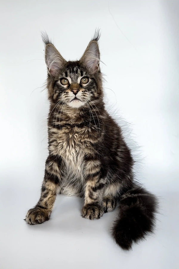 Cute Maine Coon kitten with fluffy coat and ear tufts, perfect for your home