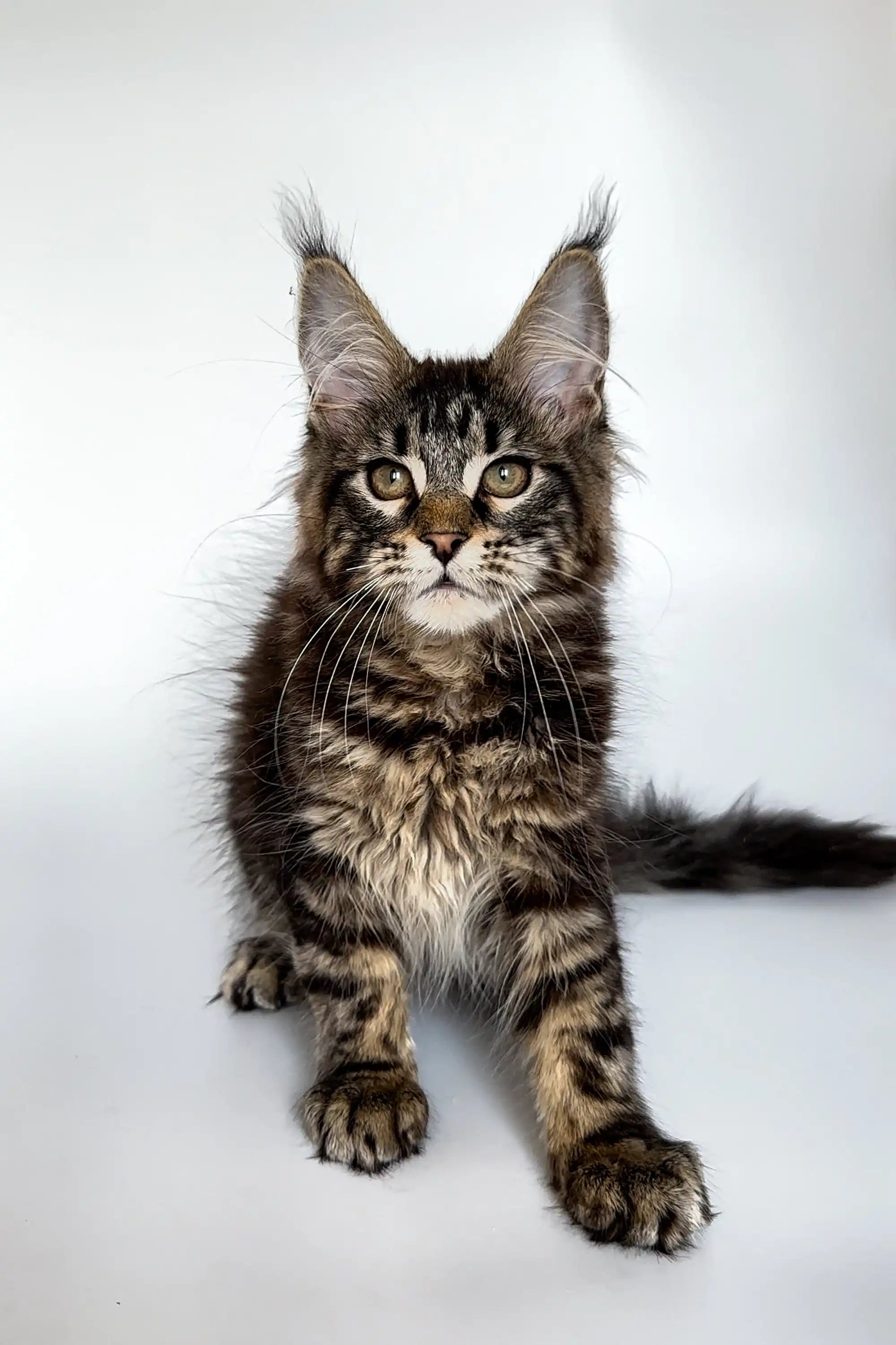 Maine Coon Kittens for Sale Ummy | Kitten