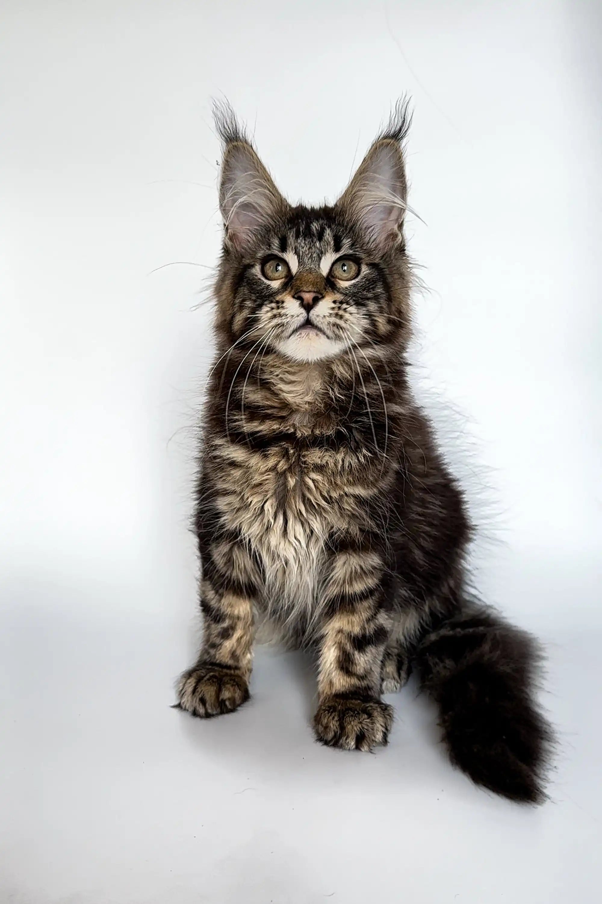 Maine Coon Kittens for Sale Ummy | Kitten