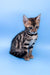 Una | bengal kitten