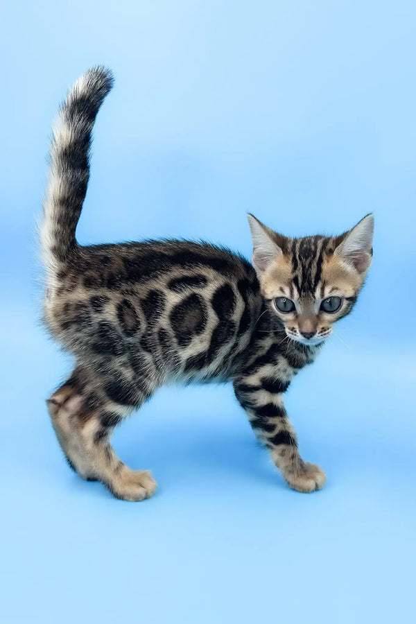 Una | bengal kitten