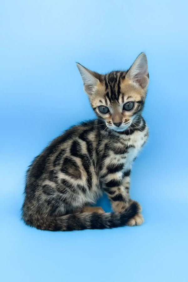 Una | bengal kitten