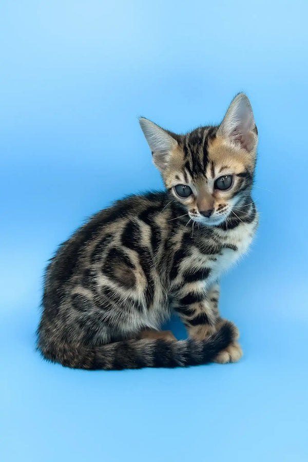 Una | bengal kitten