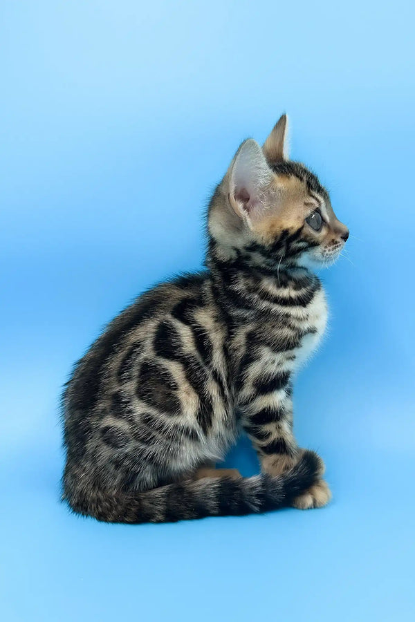 Una | bengal kitten