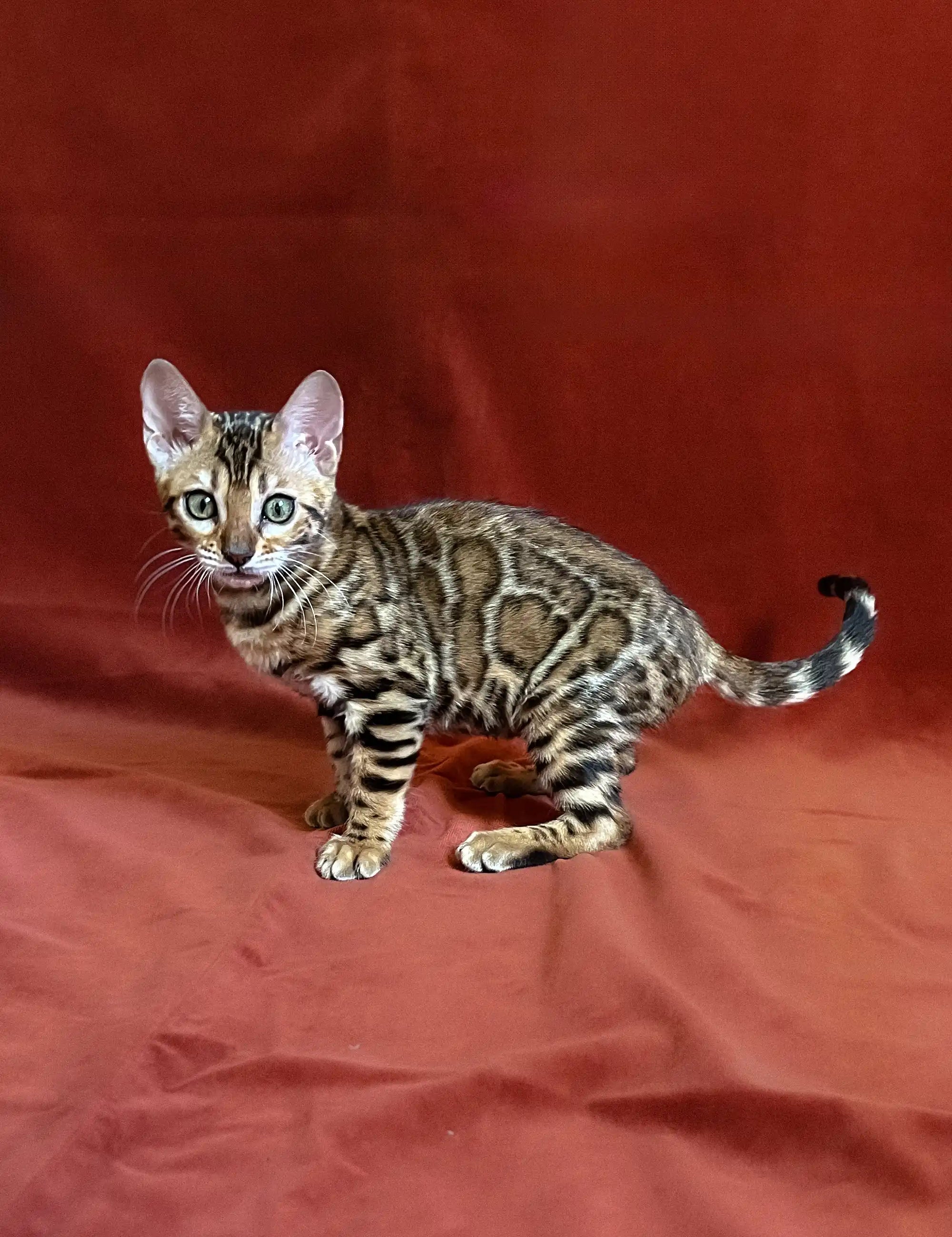 Bengal Kittens For Sale Una | Kitten