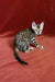 Bengal kitten Una with spotted coat lounging on a red surface