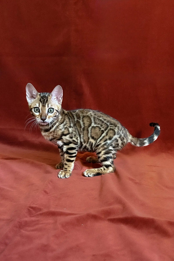 Bengal kitten Una showing off her spotted coat on a vibrant red surface