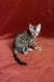 Bengal kitten with tabby markings lounging on a vibrant red surface