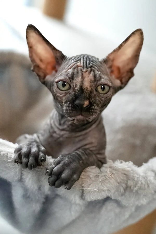 Una | canadian sphynx kitten