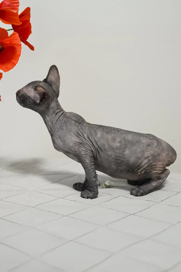 Una | canadian sphynx kitten