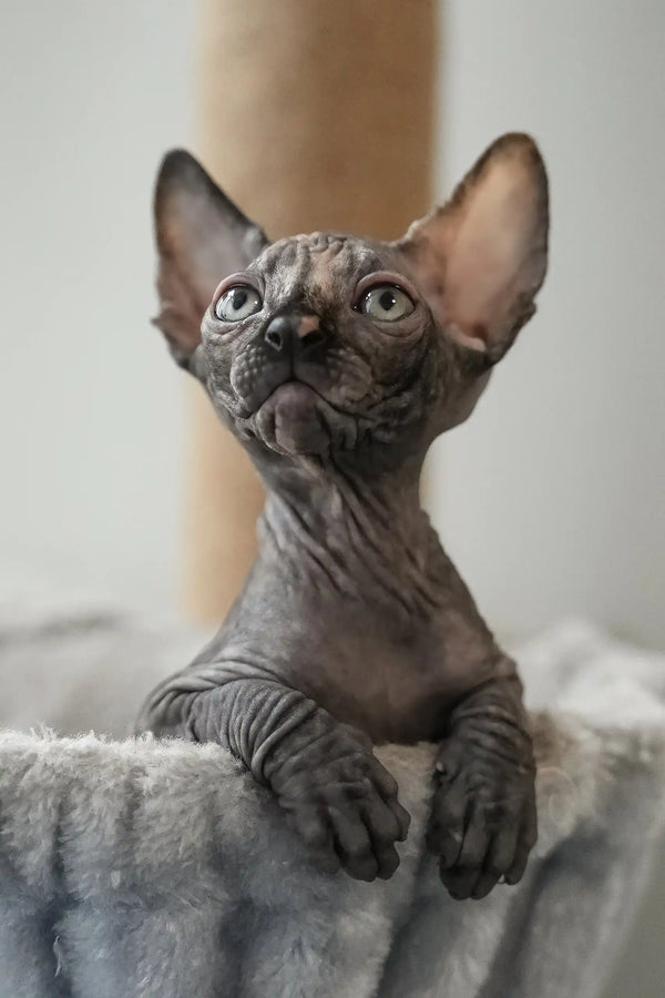 Una | canadian sphynx kitten