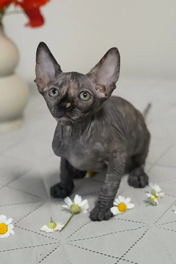 Una | canadian sphynx kitten