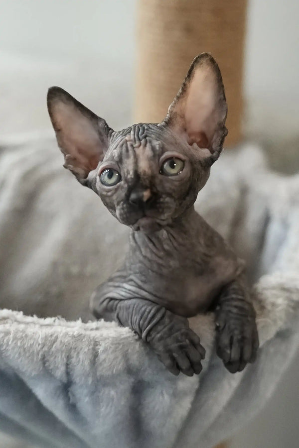 Una | canadian sphynx kitten