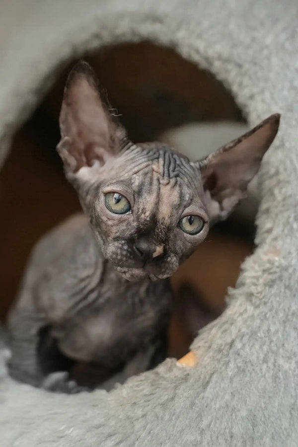 Una | canadian sphynx kitten