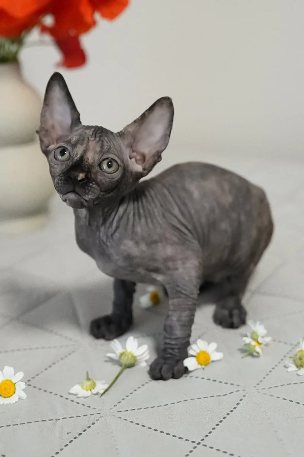 Una | canadian sphynx kitten