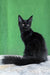 Una | maine coon kitten