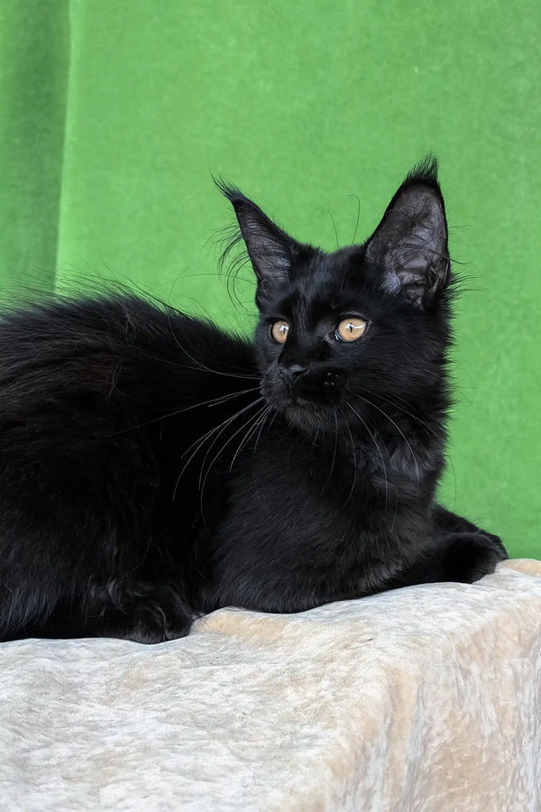 Una | maine coon kitten